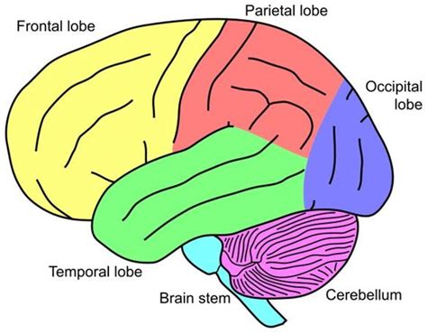 Lesson Plan Basic Brain Anatomy For Elementary School