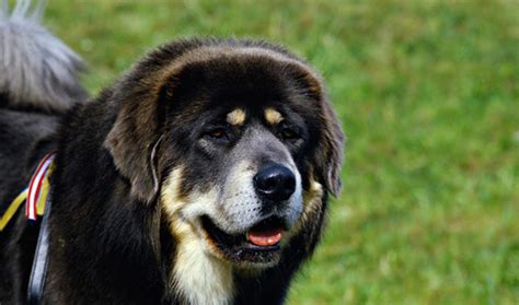 Tibetan Mastiff Dog Breed Information Vetstreet Vetstreet