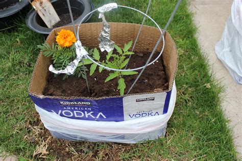 Does putting bleach in flowers. Planting a tomato plant in a Costco cardboard box. I ...