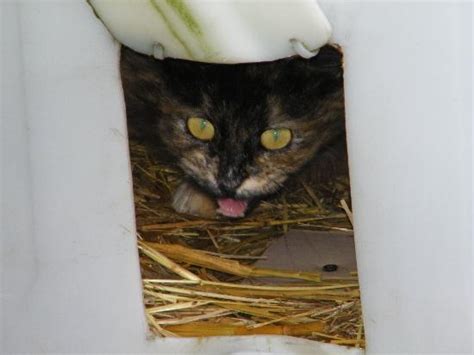 Click here ~ ♥ ~ and remember to call and make an appointment to view our cats: Feral Cat Rescue: Wharf Cats in Nova Scotia