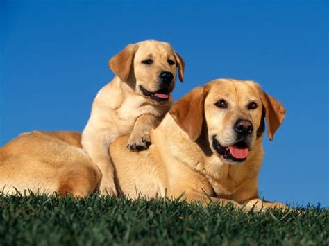 Here you can choose screen size like desktop, mobile, tablet download gorgeous desktop wallpaper for wide screen and hd also. HD Wallpapers Fine: cute dog | baby dog hd wallpapers free ...