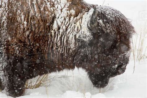 Snow Covered Buffalo Stock Photo Dissolve