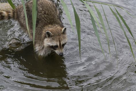 Free Images : outdoor, animal, photo, wildlife, mammal, nikon, fauna