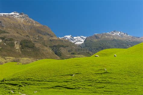 New Zealand Mountains Stock Photo Image Of Meadow Park 98365572