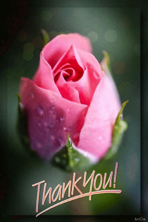 Pin By Munekiita On Rosas Thank You Flowers Thank You Greetings