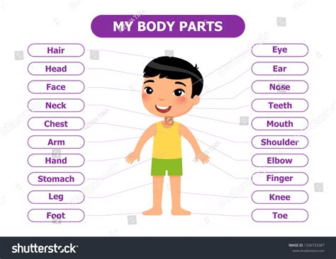 Cartoon Vocabulary Part Of Body Stock Vector Colourbox