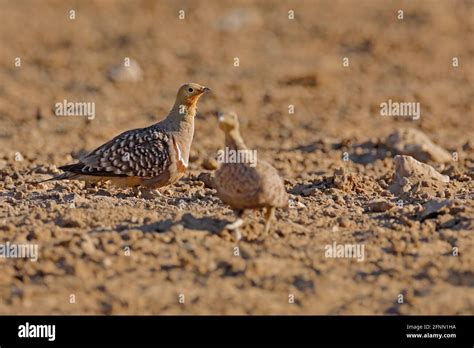 Namaqua Sandgrouse Pterocles Namaqua Ground Dwelling Bird In The