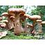 PFTW Mushrooms