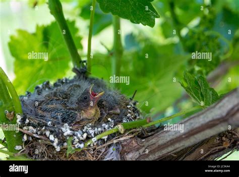Baby Blackbirds Hi Res Stock Photography And Images Alamy