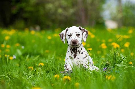 Dalmatiner Charakter Haltung Und Pflege Aus Liebe Zum Haustier