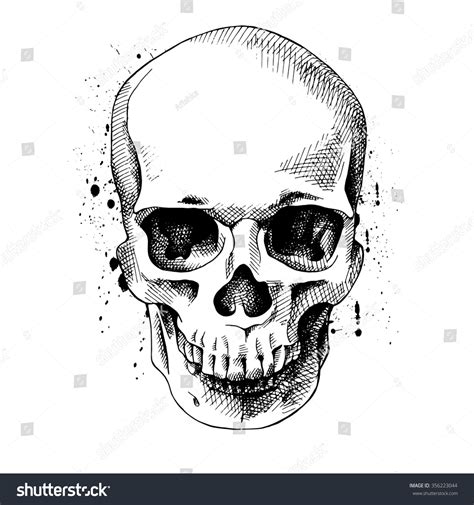 The Image Of The Skull Vector Illustration 356223044