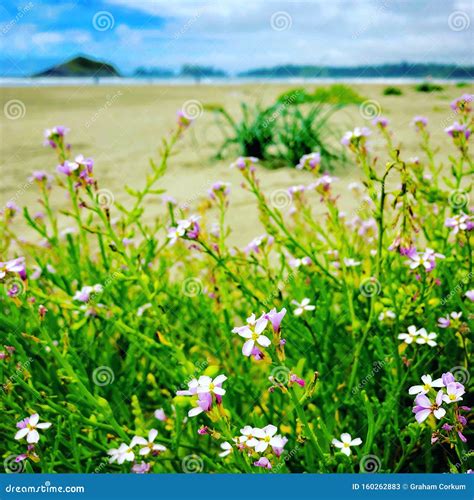 Flowers On A Beach Stock Image Image Of Pacific Beaches 160262883