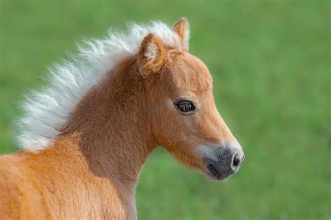 Pictures Of Miniature Horses