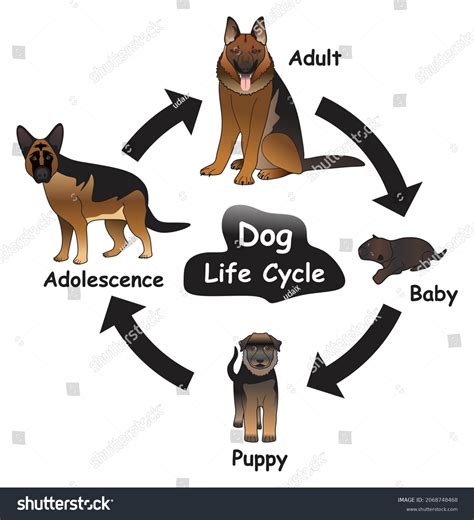 Dog Life Cycle Infographic Diagram Showing Royalty Free Stock Vector