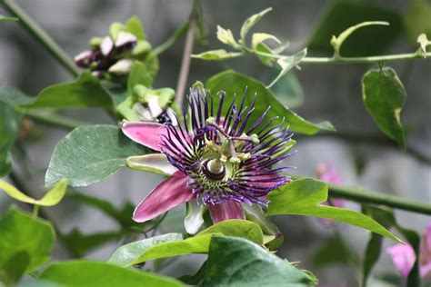 The Natural Year A Passion For Flowers Passion Flowers