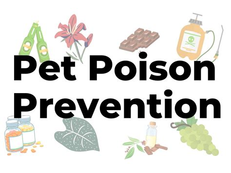 Pet Poison Prevention What To Do If A Pet Eats Something Poisonous