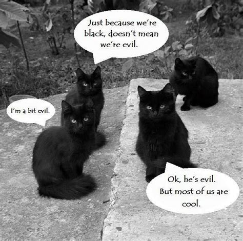 Not All Black Cats Are Evil Sort Of Meme Humor