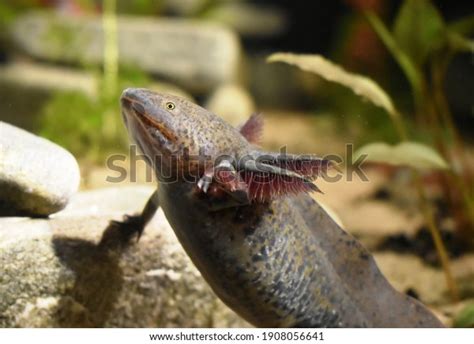 Axolotl Ambystoma Mexicanum Known Mexican Walking Stock Photo