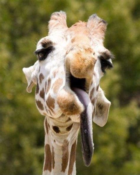 20 Funny Pictures Of Animals Making Funny Faces