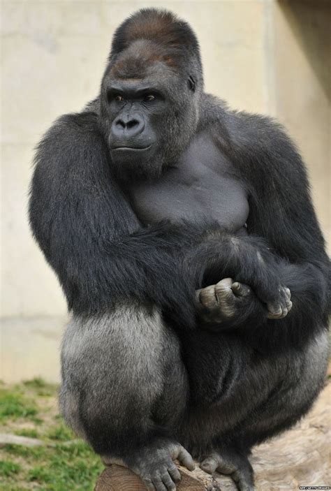 Buff Silverback Gorilla Drawing Crowds Of Women To Japanese Zoo