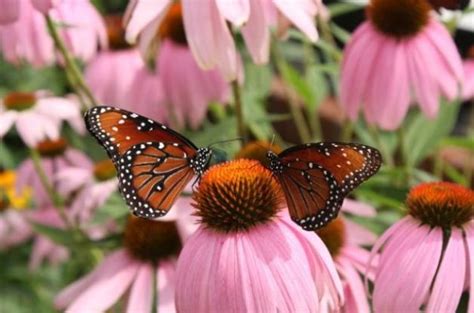 Add petals to salads, sprinkle over mild fish, use in butterflies and hummingbirds find this plant hard to resist! Long-Blooming Flowers for Attracting Butterflies and ...