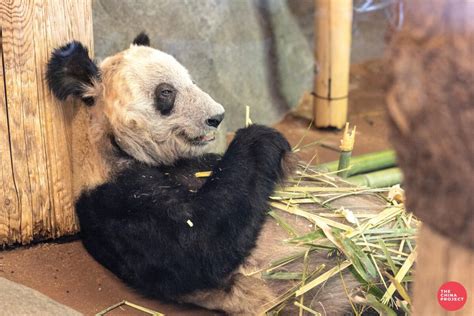 The Memphis Zoo Pandas Touched A Nerve On Chinese Social Media The