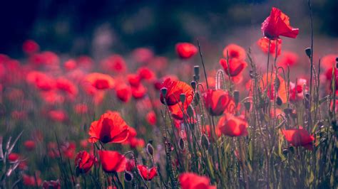 Red Poppy Wallpapers Top Free Red Poppy Backgrounds Wallpaperaccess