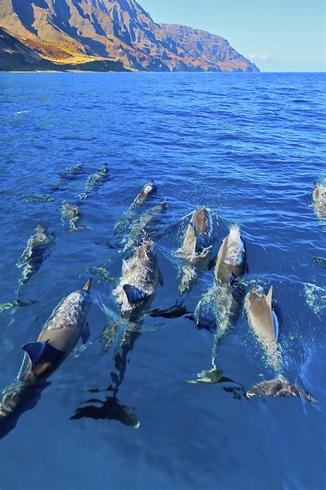 Kauai Swim With Dolphins Archives Na Pali Riders
