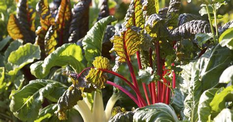 Noch mehr tipps fürs eigene gemüse. Neue Gemüsesorten: Buntes Gemüse - Mein schöner Garten