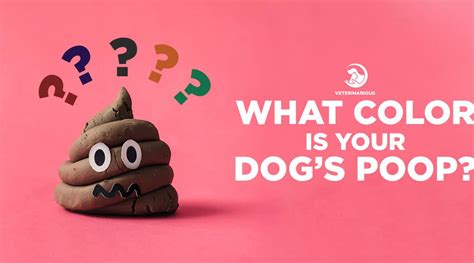 Although it may be alarming to discover your dog expelling brown liquid, in many cases the dog can recover with no permanent side effects, as long as they receive the proper. The Ultimate Dog Poop Color Guide: What Color is Your Dog ...