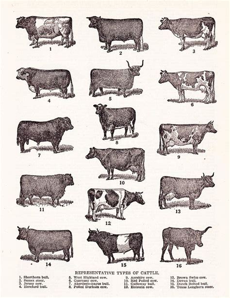 Printable Cattle Chart Representative Types Of Etsy Cow