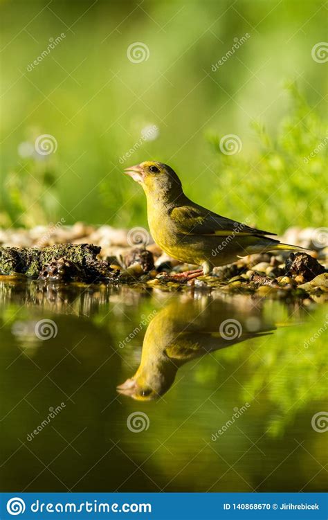 Green Finch Sitting On Lichen Shore Of Water Pond In Forest With