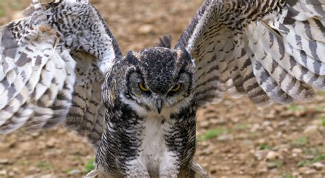 The Nature Conservancy In Indiana Great Horned Owl