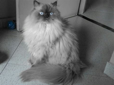 Himalayan Grey Shorthair Himalayan Grey Persian Cat Pets Lovers