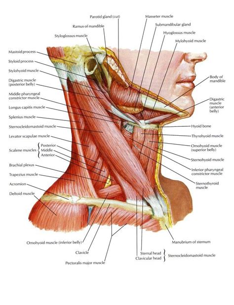 Pin By Ayda Carracedo On Dentistry And Medicine Neck Muscle Anatomy