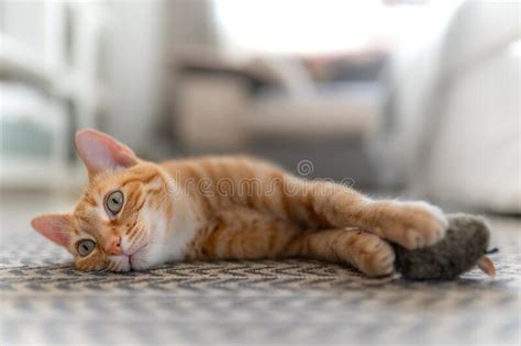 Brown Tabby Cat Lying On A Mat Looks Back While Catching