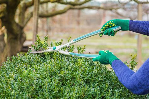 How And When To Prune Boxwood Shrubs Gardeners Path