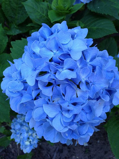 How To Change The Color Of Hydrangeas POPSUGAR Home