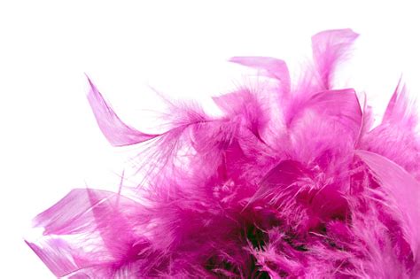 Pink Feathers Stock Photo And More Pictures Of Affectionate Istock