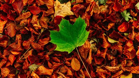 Autumn Leaves 5k Wallpapers Hd Wallpapers Id 28883