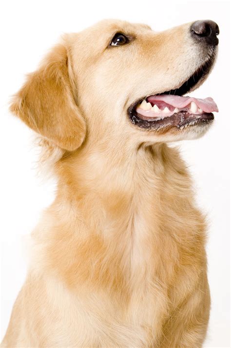 Dogs Happy Animals Cute Animals Golden Retriever Puppy Retriever Dog