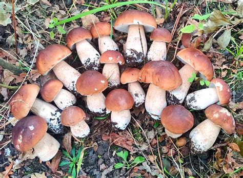 Where To Find King Boletes Mushroomstalkers