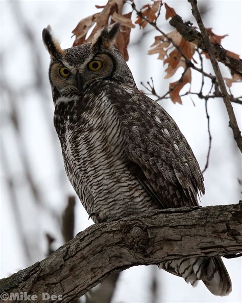 Male Great Horned Owl In Minnesota At High Iso Fm Forums