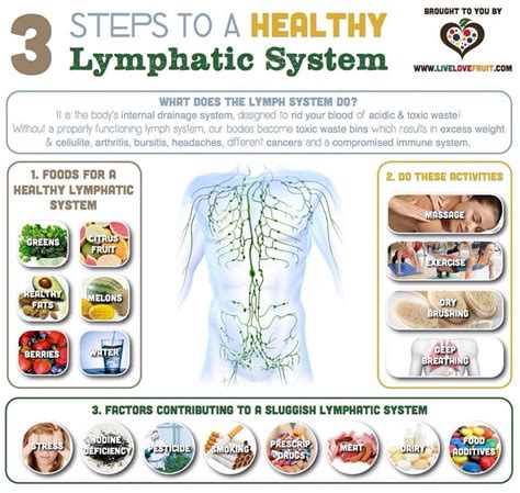 Healthy Lymphatic System Lymphatic System Lymph System