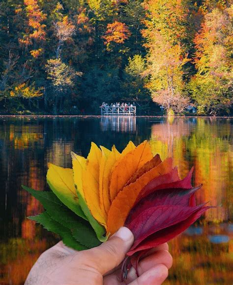 The Colors Of Autumn Rpics