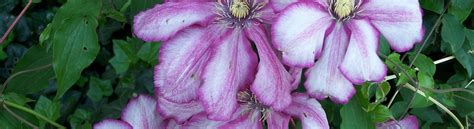 Шикарный клематис 'betty risdon' (бетти риздон) окраска цветков: clematis-betty-risdon-2 - Greenseasons