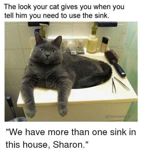 Check spelling or type a new query. 2020 Funny Cat Memes Dump - Page 3 of 3 - LOL WHY