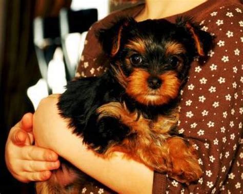 extremely cute teacup yorkie puppies    adoption pittsburgh animal pet