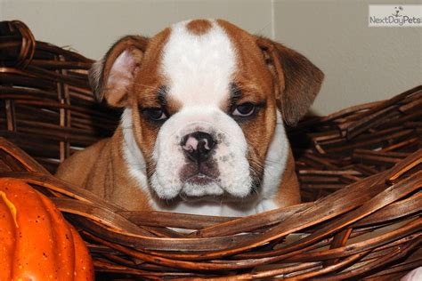 From sandov's english bulldog we want to advise you on how to avoid falling into the hands of scammers! Toby: English Bulldog puppy for sale near Tulsa, Oklahoma. | d13615ba-61a1