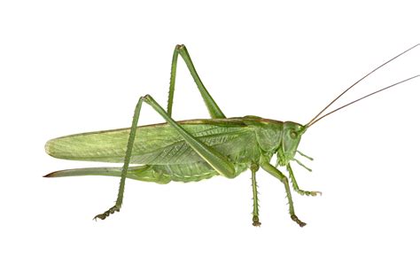 Crickets are orthopteran insects which are related to bush crickets, and, more distantly, to the insect is central to charles dickens's 1845 the cricket on the hearth and george selden's 1960 the. Cricket Insect / 10 Fascinating Facts About Crickets ...
